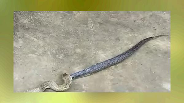कोबरा ने एक रसेल वाइपर को जिंदा निगला
