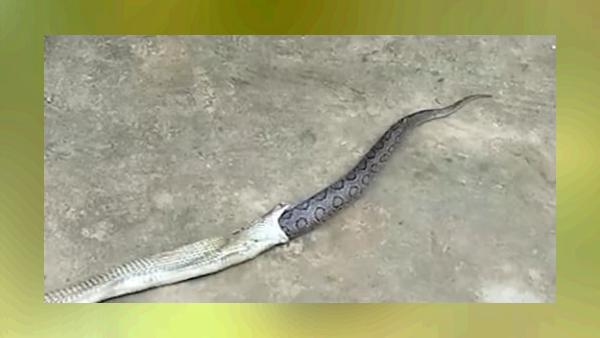 कोबरा की पकड़ से छूटा सांप