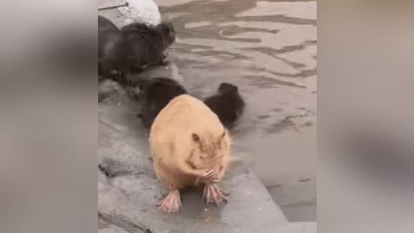 चूहे स्वीमिंग पूल में नहाते दिखे