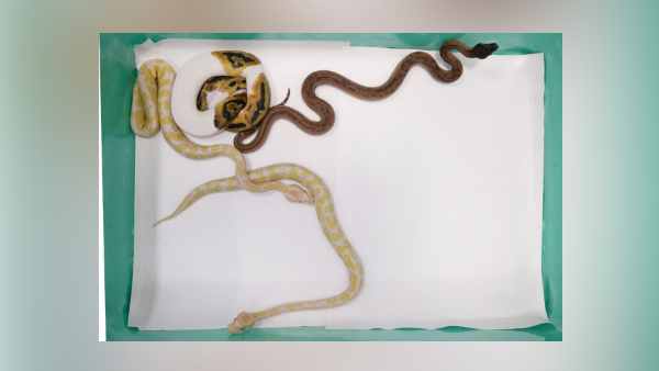 कौन से पशुओं की तस्करी