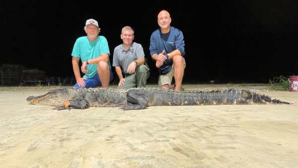 मगरमच्छ की लंबाई ठीक 10 फीट, 2 इंच