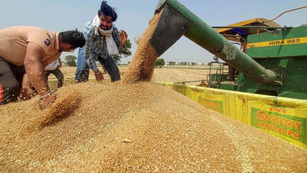 गेहूं भंडार 14 साल में महीने के सबसे निचले स्तर पर
