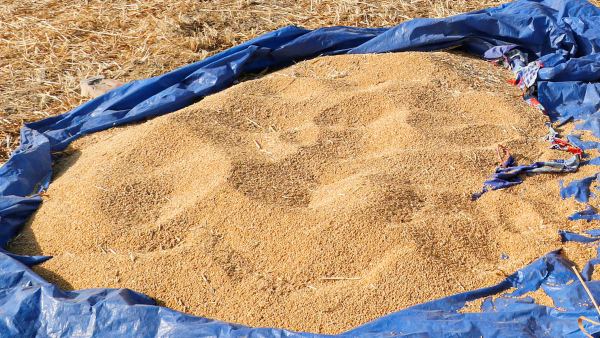 भारत दूसरा सबसे बड़ा गेहूं उत्पादक