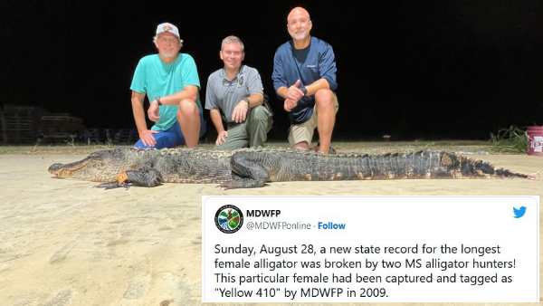 मिसिसिपी की सबसे लंबे मगरमच्छ