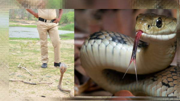 पुलिस के कब्ज़े में आया सांप 