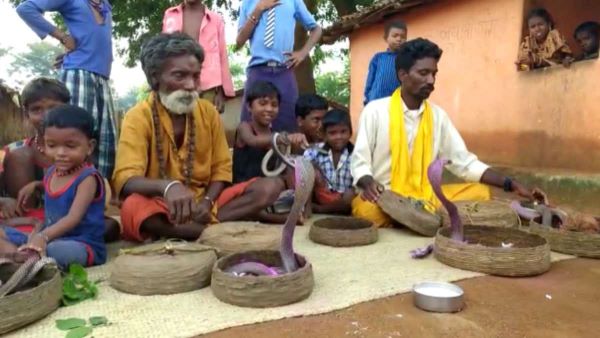 snake catcher balod-1