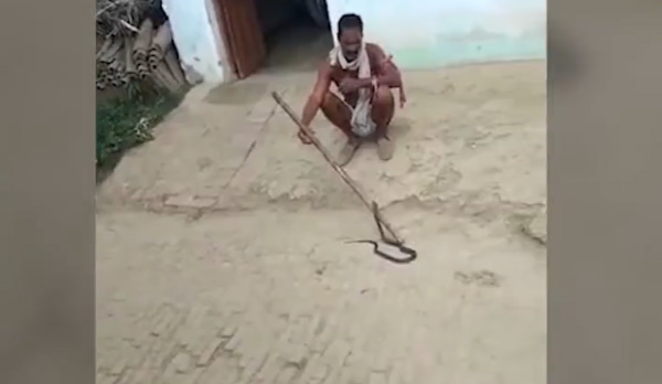 पड़ोसी के घर सांप पकड़ने गए थे पूर्व प्रधान
