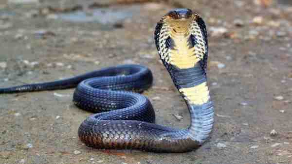 सांप नहीं निकलेगा तब तक नहीं बनेगा भोजन