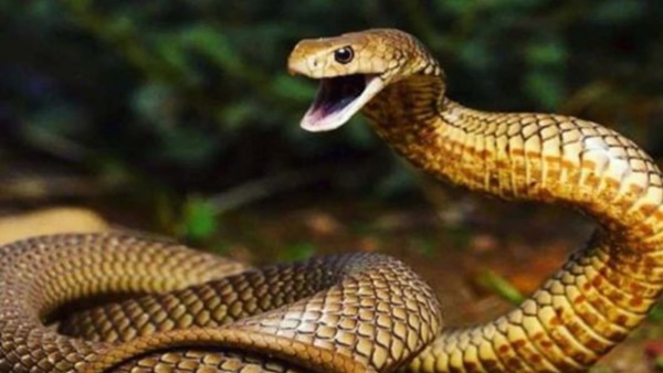 तंग आकर उसने सारे सांप छोड़ आया तंग आकर उसने सारे सांप छोड़ आया