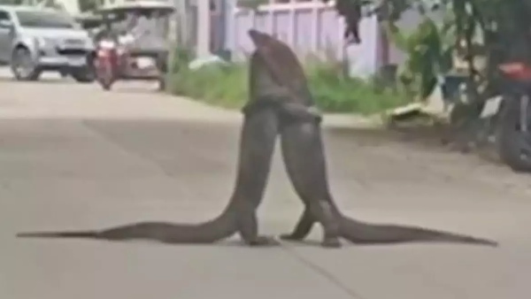 दो मॉनिटर लिजर्ड का वीडियो वायरल