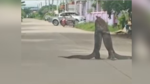 सड़क पर 30 मिनट तक लड़ते रहे! 