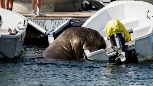 जानें मादा वालरस की कहानी