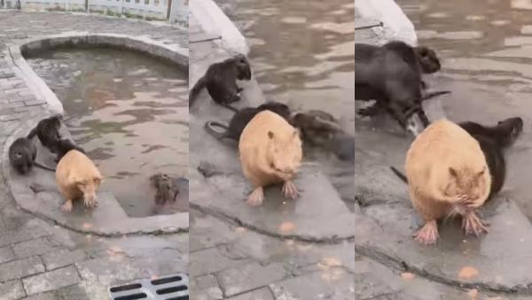 हैम्सटर का वीडियो वायरल