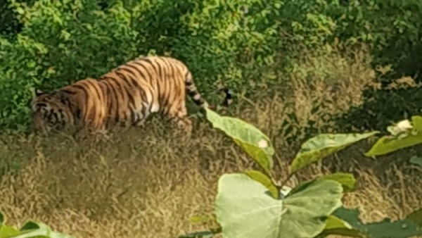 पीटीआर प्रबंधन ने उतारा रेडियो काॅलर लोकेशन भी ट्रेस नहीं करते