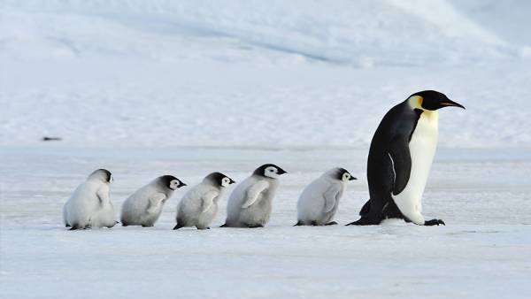 अंटार्किटका को सबसे ज्यादा नुकसान