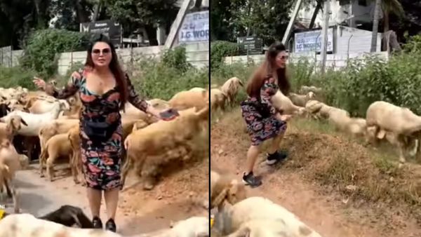 डंडा लेकर भेड़ के पीछे दौड़ीं राखी