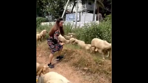 भेड़ों को बताया बिग बॉस कंटेस्टेंट