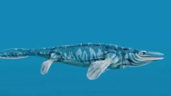 टूट गये थे इस जीव के दांत