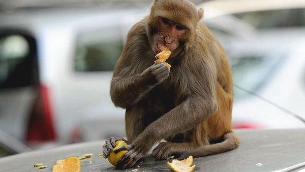 अपने ही घर में रहते थे कैदी की तरह 