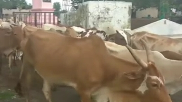 एमपी में गोमूत्र खरीदने को लेकर सियासत