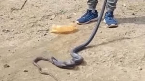 बेहद फुर्तीला होता है घोड़ा पछाड़ सांप 