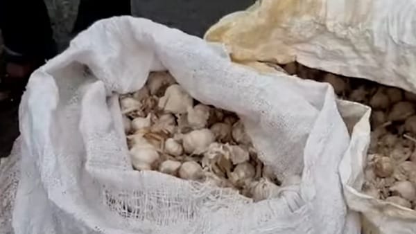 यह है लहसुन के भाव ना मिल पाने का कारण 