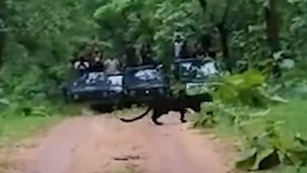 बाघों के लिए अनुकूल है पेंच टाइगर रिजर्व बाघों के लिए अनुकूल है पेंच टाइगर रिजर्व