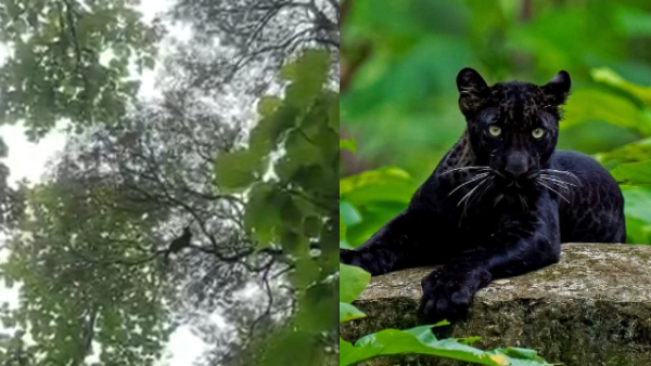 द जंगल बुक का प्रमुख किरदार है बघीरा