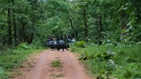 पेंच टाइगर रिजर्व में तकरीबन 700 से 800 तेंदुए