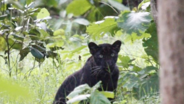 अलग प्रजाति नहीं है काला तेंदुआ