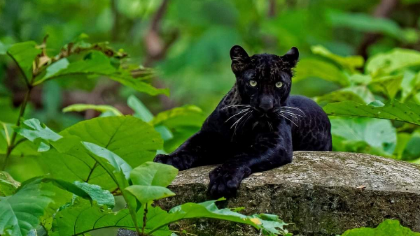 पेड़ व पत्थरों के बीच बार-बार दिख रहा तेंदुआ
