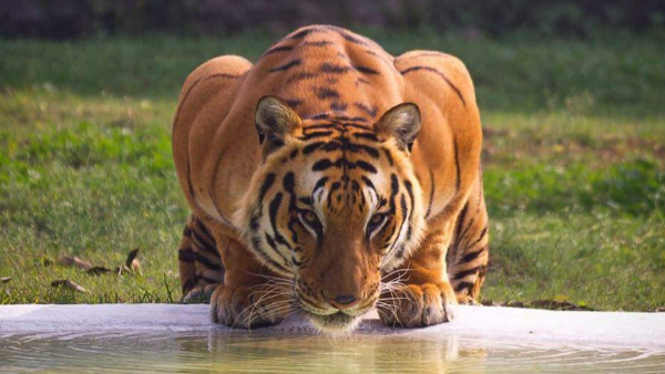 वन विहार में अब होगी बाघों की ब्रीडिंग