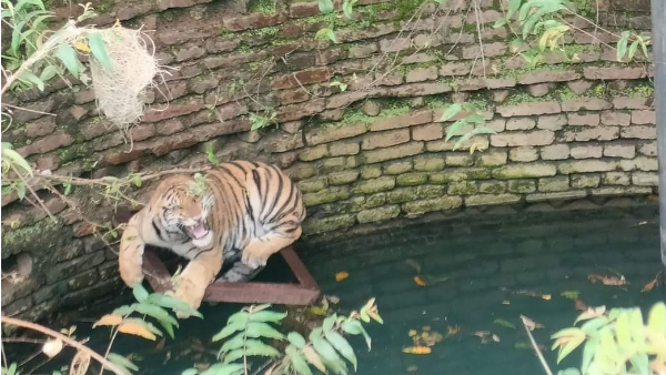 रेस्क्यू करना वन विभाग के लिए बड़ी चुनौती