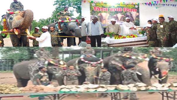 world elephan day world elephan day