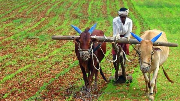 कूनो नेशनल पार्क के गेट वाली रोड है सेसईपुरा-मोरावन रोड
