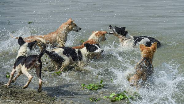 डॉ डूलिटिल तकनीक क्या है