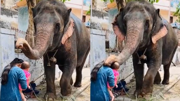 आईपीएस ऑफिसर ने शेयर किया वीडियो आईपीएस ऑफिसर ने शेयर किया वीडियो