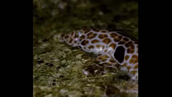 स्किन पर ध्यान दे रहे वैज्ञानिक