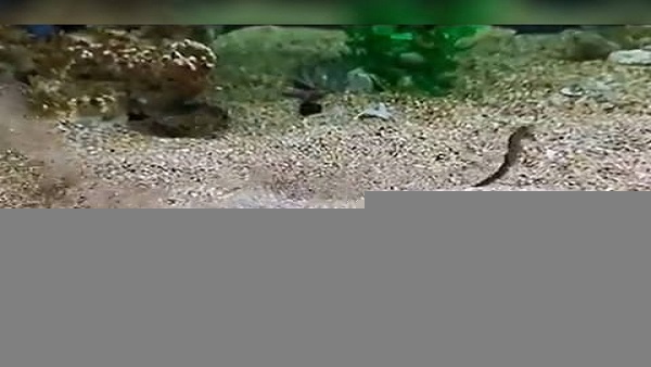 Watch: You will be stunned to see the hunting skills of the Flounder fish Watch: You will be stunned to see the hunting skills of the Flounder fish