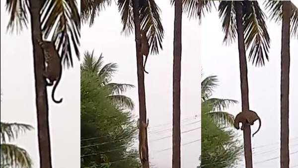 नारियल के पेड़ पर चढ़ा तेंदुआ