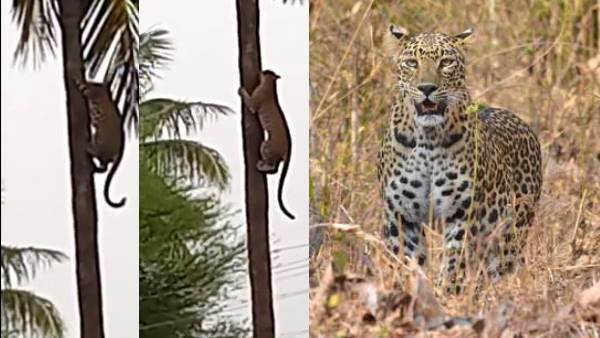 पीछे से भागा एक और तेंदुआ