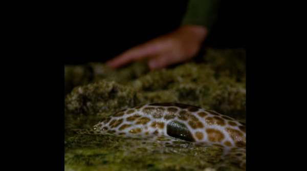 कलर पैटर्न बदलने में सक्षम