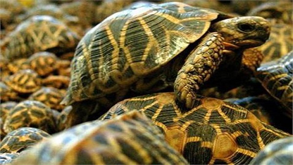  कछुए का चिप्स