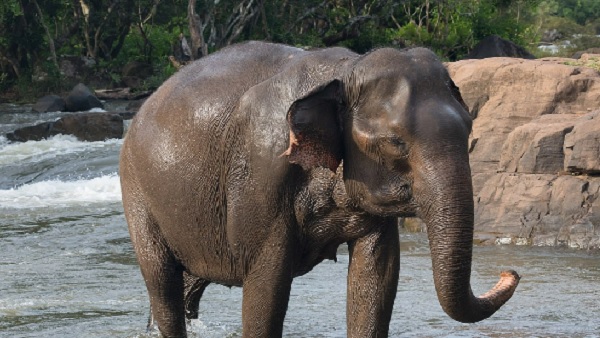  'सलीम' दिन में तीन बार 'अनारकली' से मिलने आता है