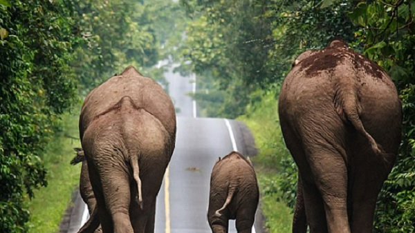 Gene Pool के लिए अच्छी बात
