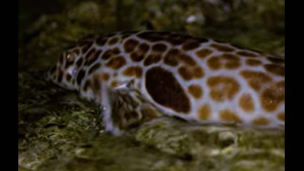 शार्क के लक्षणों का चयन