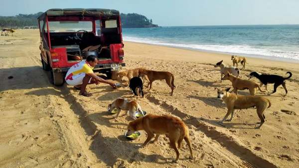 जज ने कहा- ज्यादातर लोग कुत्तों से प्रेम करते हैं