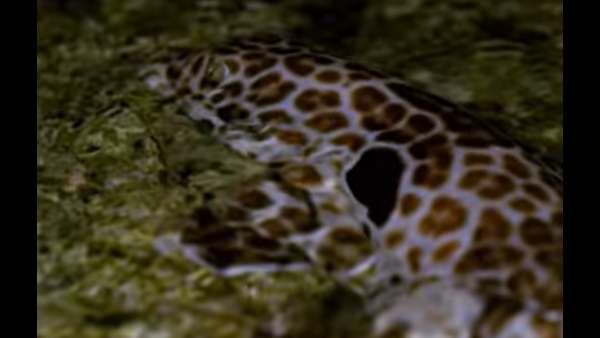 एपॉलेट शार्क का फुटेज 'अविश्वसनीय'