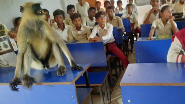 पहली बेंच पर जाकर बैठ जाता है लंगूर