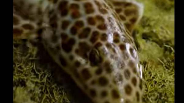 30 मीटर से अधिक की यात्रा 